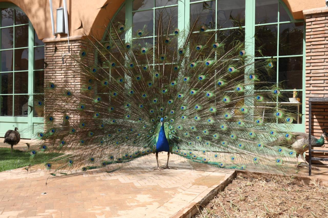 Dar Gonzo Resort&spa Riad
